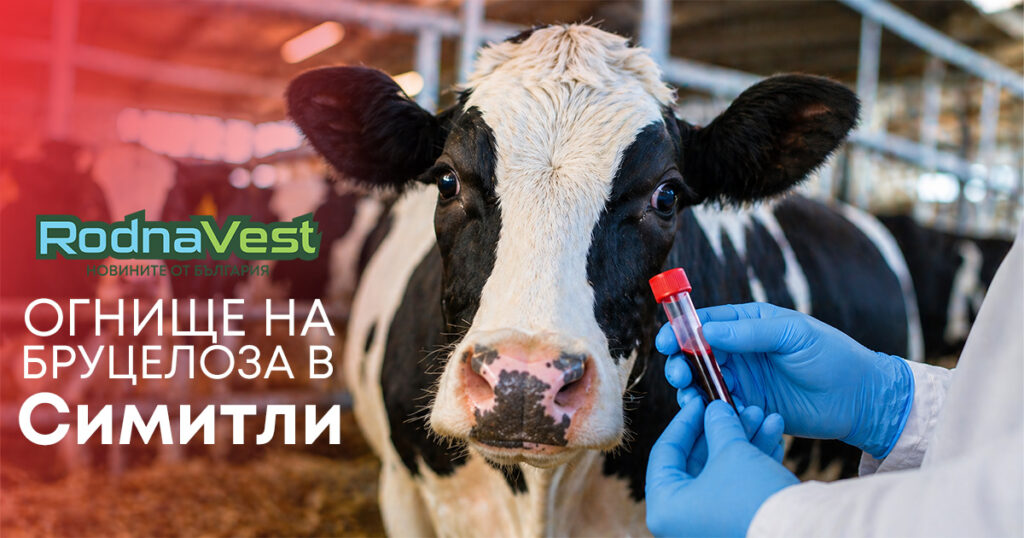 Крава във ферма, ветеринар държи епруветка с проба за бруцелоза в Симитли