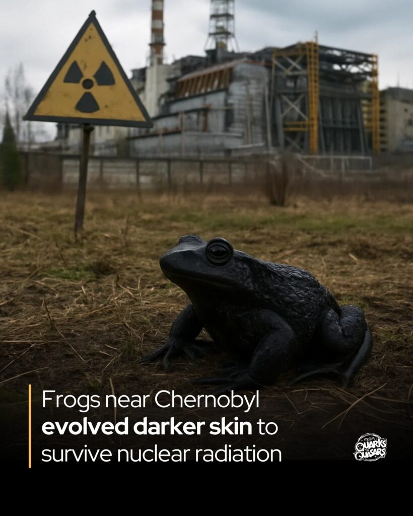 Черна жаба от Чернобил в забранената зона край Припят