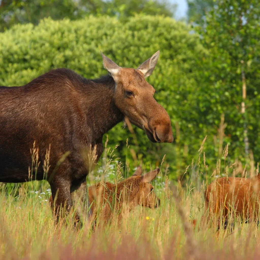 Мутировало животно в Чернобил и района на Припят