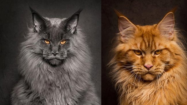 Май Кун котки